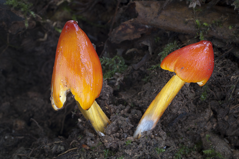 Hygrocybe conica